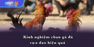 Kinh nghiệm chọn gà đá cựa dao hiệu quả 