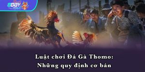 Luật chơi Đá Gà Thomo: Những quy định cơ bản